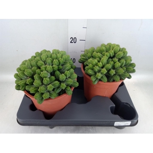 Euphorbia enopla