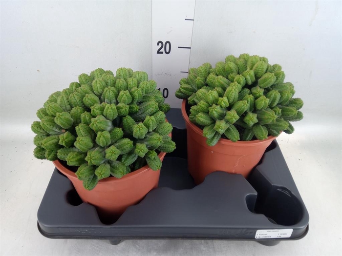 <h4>Euphorbia enopla</h4>