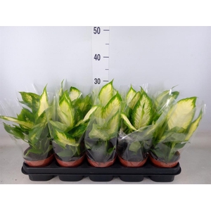 Dieffenbachia  'Camilla'