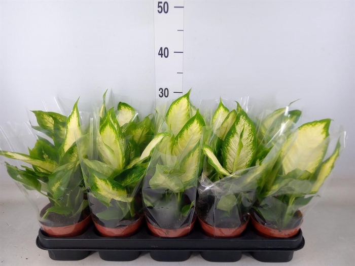 <h4>Dieffenbachia  'Camilla'</h4>