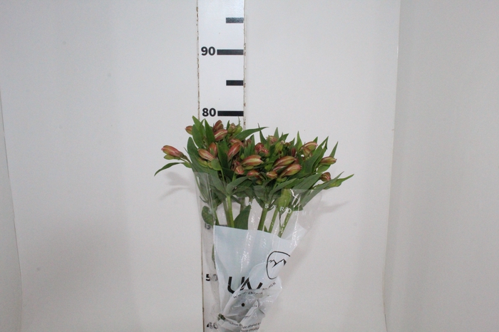 <h4>ALSTROEMERIA MILOS 080 CM</h4>