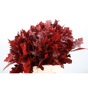 Quercus Kl Bh Rood