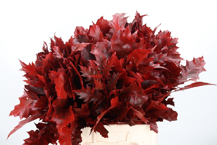 <h4>Quercus Kl Bh Rood</h4>