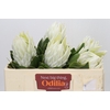 Protea Cyn. Ayoba Arctic Ice