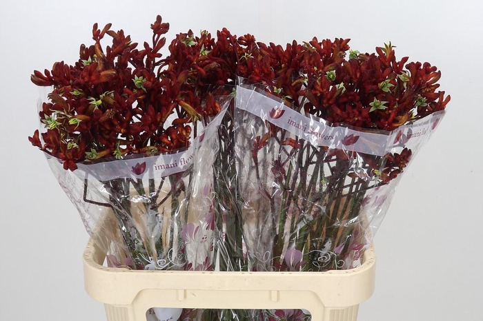 <h4>Anigozanthos Early Spring</h4>