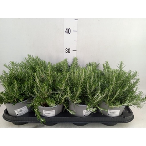Rosmarinus offi. 'Prostratus'