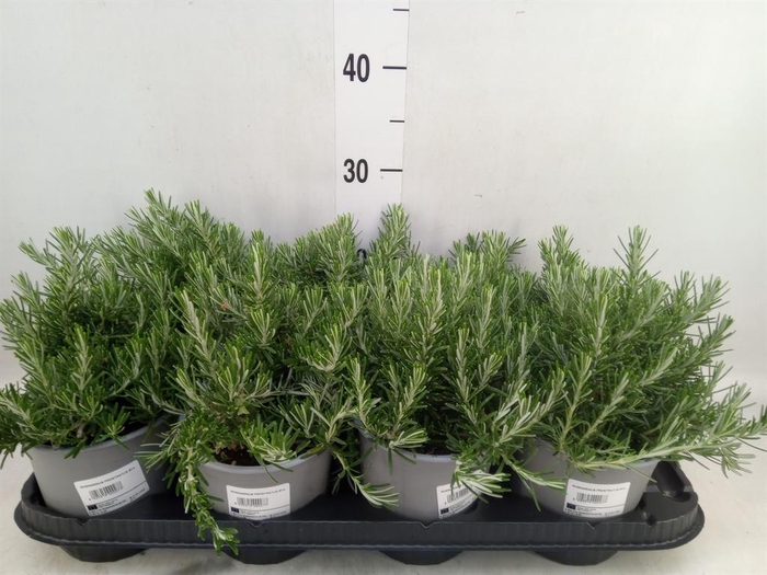 <h4>Rosmarinus offi. 'Prostratus'</h4>