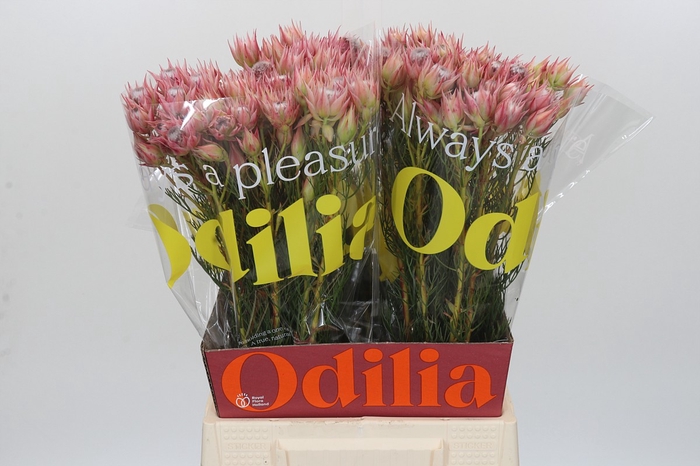 <h4>Blushing Bride Pink 6/9 Flowers</h4>