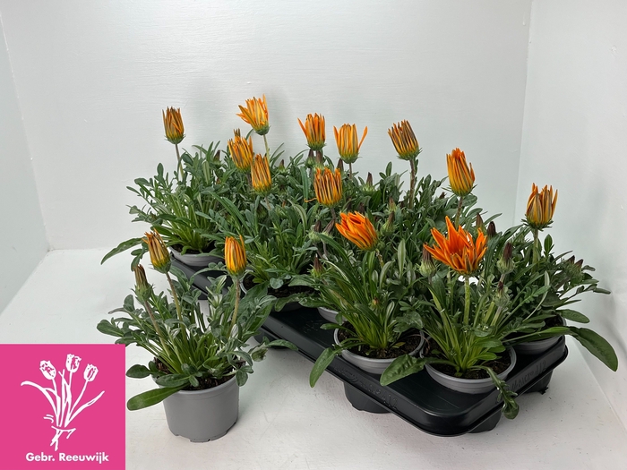 <h4>GAZ GAZOO CL ORANGE</h4>