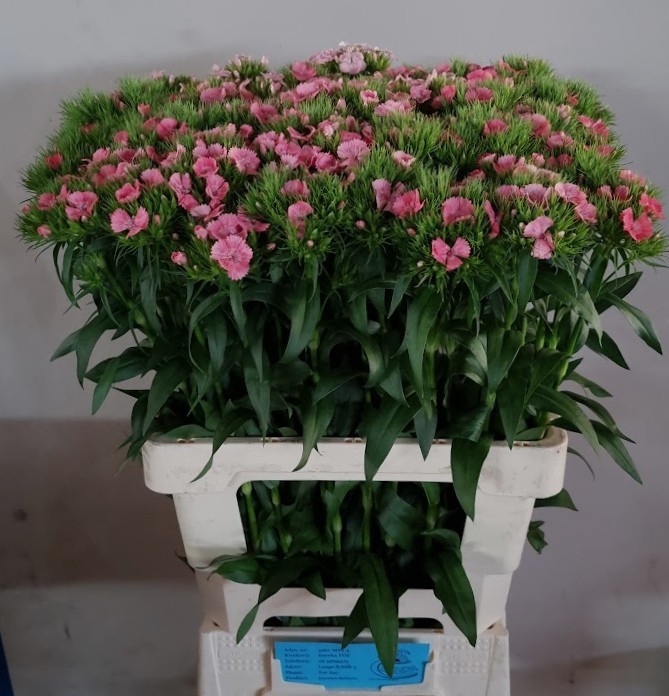 <h4>DI BARB BARCELO PINK</h4>