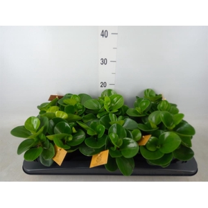 Peperomia obt. 'Green Gold'