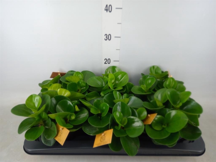 <h4>Peperomia obt. 'Green Gold'</h4>