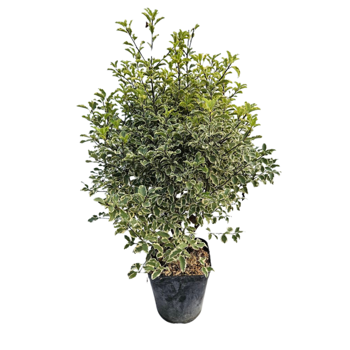 <h4>Pittosporum tenuifolium</h4>