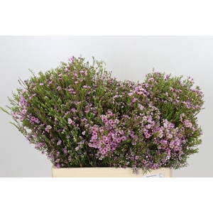 Chamelaucium Kerryn