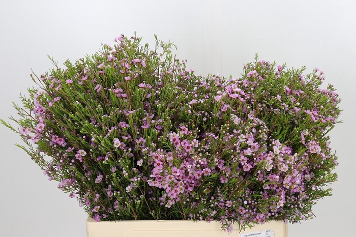 <h4>Chamelaucium Kerryn</h4>