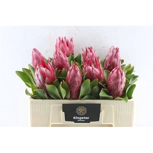 PROTEA CY MADIBA