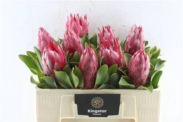 <h4>PROTEA CY MADIBA</h4>
