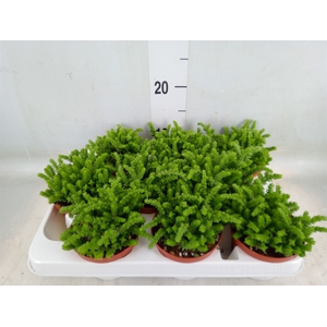 Crassula   ...