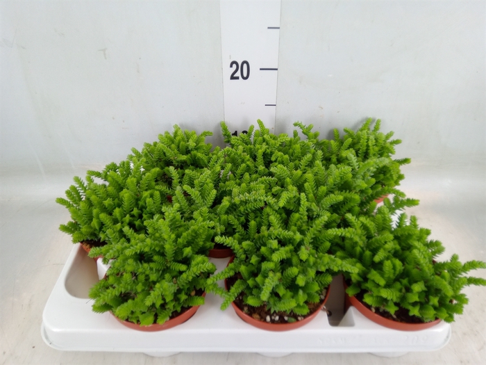 <h4>Crassula   ...</h4>