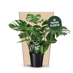 Monstera Deliciosa 21