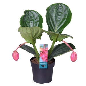 Medinilla Magnifica Flamenco 1 etage 2 knop