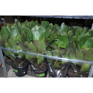 BROMELIA IMPERIAL P27 VERDE/VERMELHO