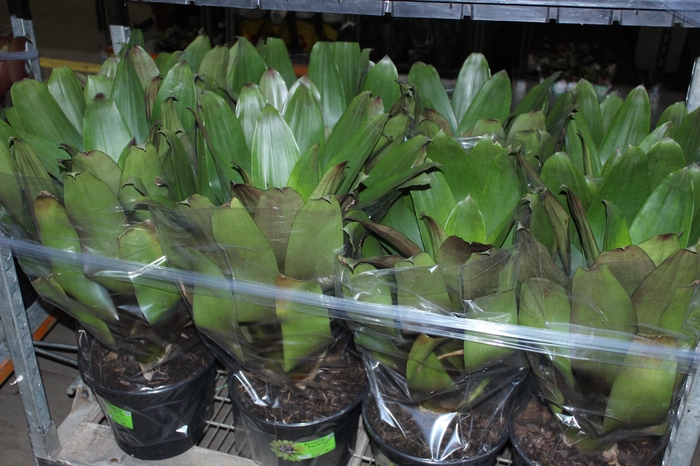 <h4>BROMELIA IMPERIAL P27 VERDE/VERMELHO</h4>