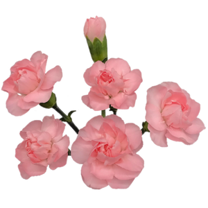 DIAN.TR. Rosemary