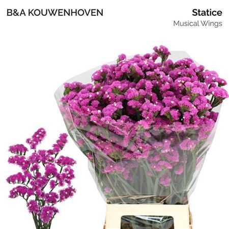 <h4>Lim S Musical Wings</h4>