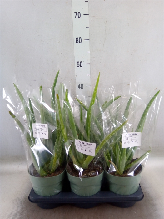 <h4>Aloe vera</h4>