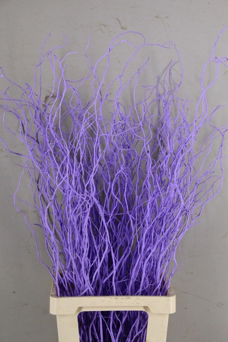 <h4>SALIX OV KLB H%</h4>