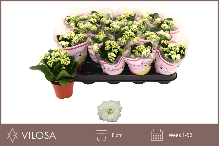 <h4>KAL GE WHITES WHITE</h4>