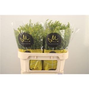 Solidago Carzan Glory