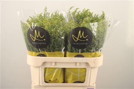 <h4>Solidago Carzan Glory</h4>
