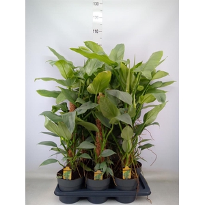 Philodendron  'Silver Queen'