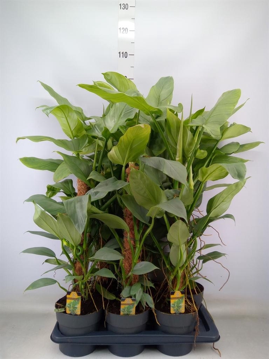 <h4>Philodendron  'Silver Queen'</h4>