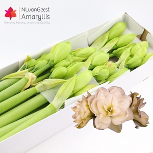 HIPP DG WHIT AMADEUS