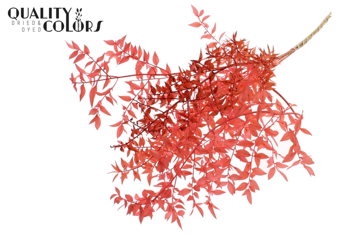 <h4>Ruscus 70cm 5 pc/bunch Coral (2x5 bunch/poly)</h4>