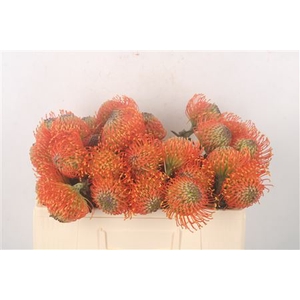 Leuco Co Neena Orange