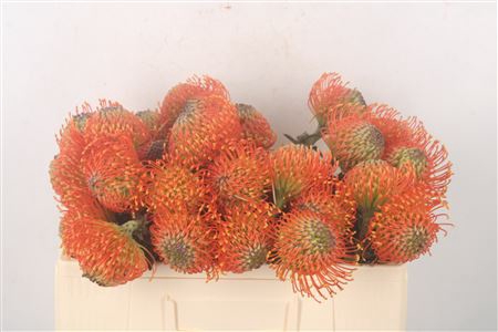 <h4>Leuco Co Neena Orange</h4>