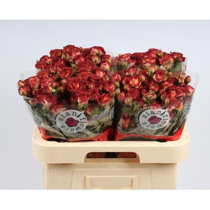 R TR CHOCOLA BUBBLES