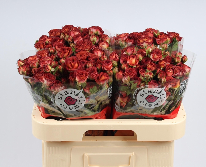 <h4>R TR CHOCOLA BUBBLES</h4>