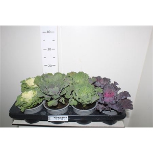 Brassica (sierkool)
