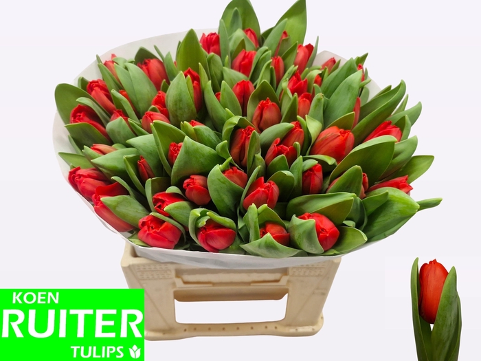 <h4>TU EN ESCAPE</h4>