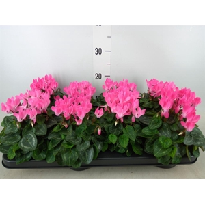 Cyclamen KL 'Compact'
