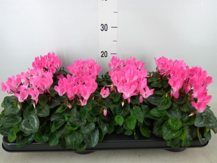 <h4>Cyclamen KL 'Compact'</h4>