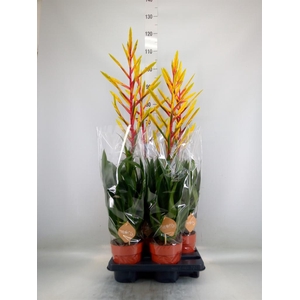 Tillandsia  'Luminosa'