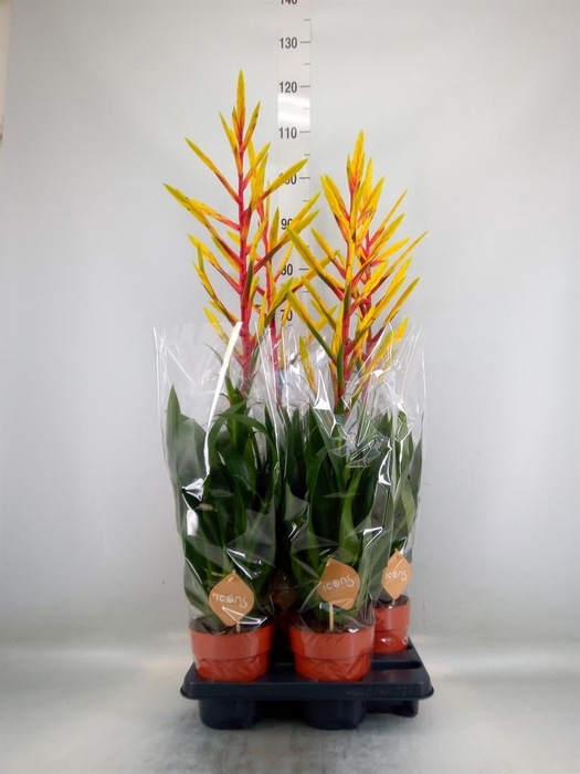 <h4>Tillandsia  'Luminosa'</h4>