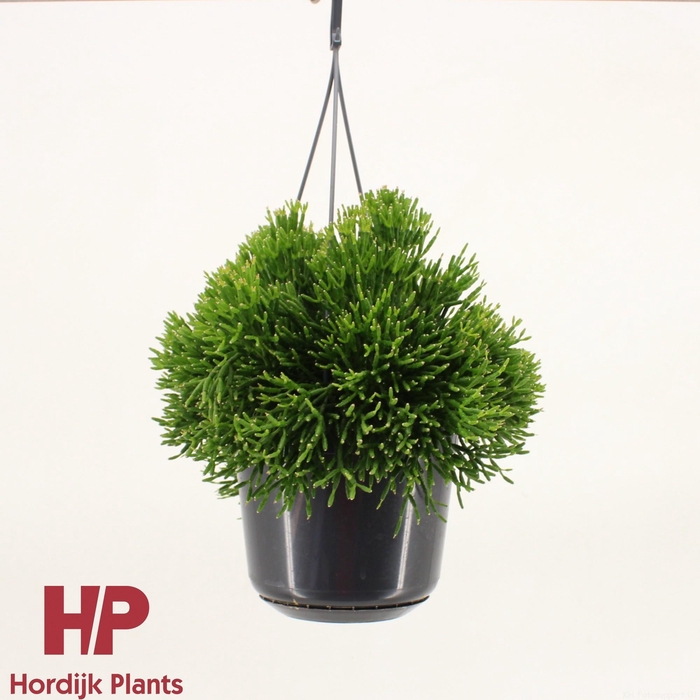 <h4>Hatiora 15cm</h4>