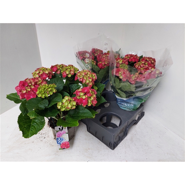 <h4>Hydrangea rood</h4>
